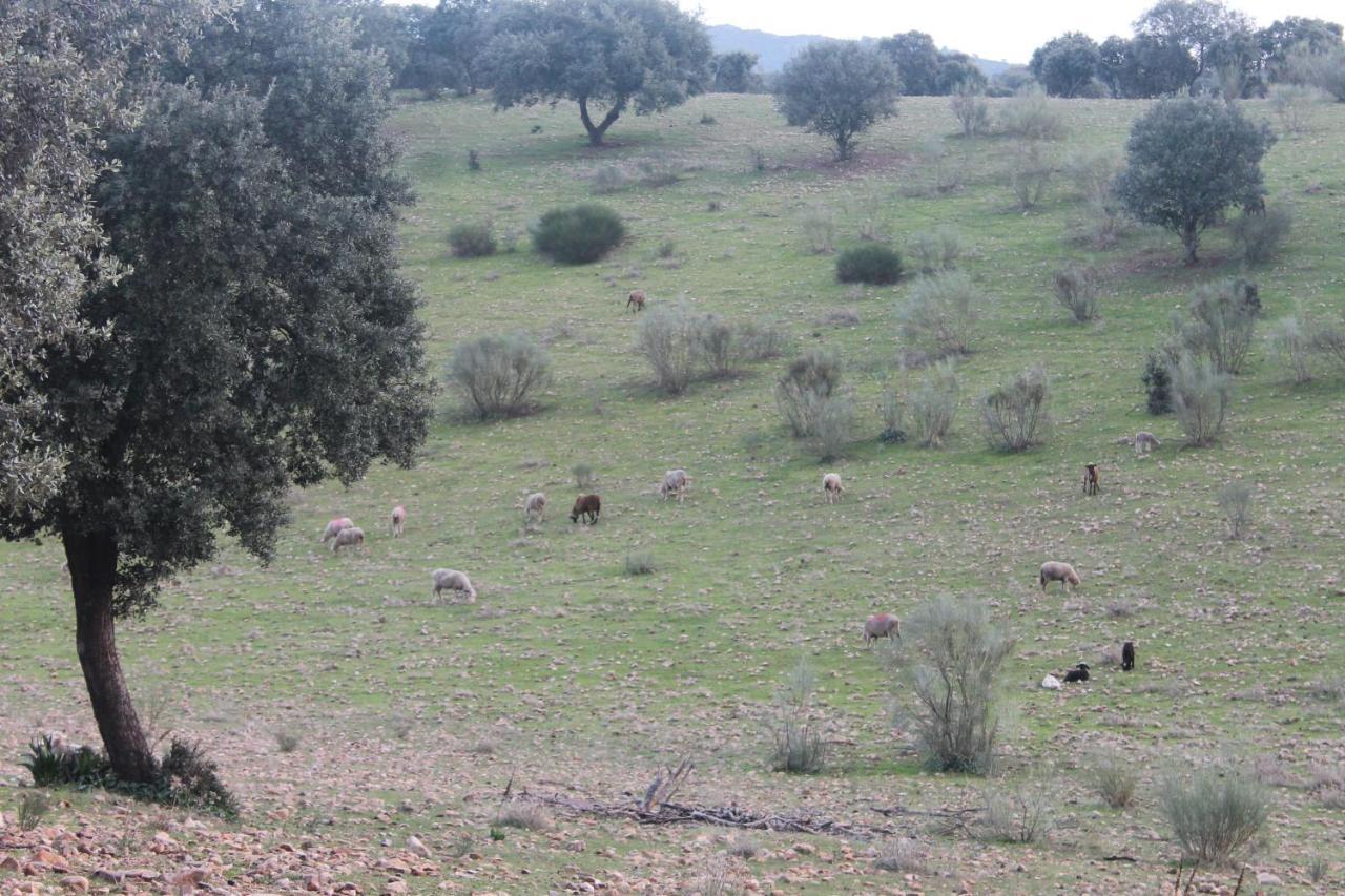 Casa Rural La Coscoja Mérida Kültér fotó